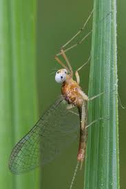 Attēlu rezultāti vaicājumam “Heptagenia sulphurea”