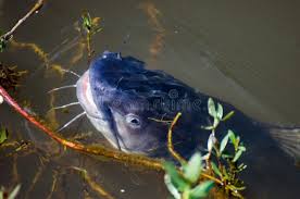 Image result for Ictalurus furcatus