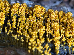 Attēlu rezultāti vaicājumam “Cribraria argillacea stalked”