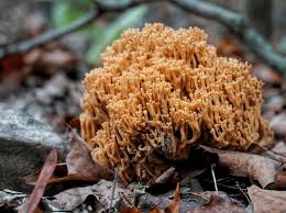 Attēlu rezultāti vaicājumam “Clavicorona pyxidata”