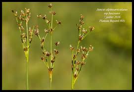 Attēlu rezultāti vaicājumam “Juncus alpinoarticulatus”