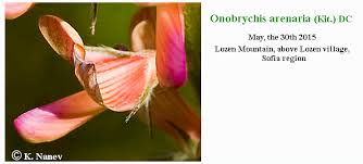 Attēlu rezultāti vaicājumam “Onobrychis arenaria bud”