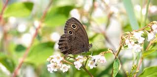 Attēlu rezultāti vaicājumam “nymph”