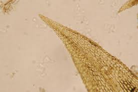 Attēlu rezultāti vaicājumam “Philonotis”