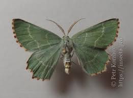 Attēlu rezultāti vaicājumam “Thalera fimbrialis”