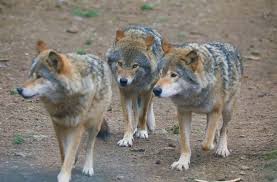 Image result for Edinburgh Wolves