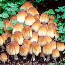 Attēlu rezultāti vaicājumam “Coprinus micaceus”