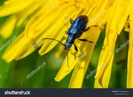 Attēlu rezultāti vaicājumam “Callidium violaceum”