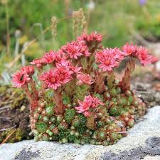 Image result for echtes Hauswurz