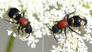 Attēlu rezultāti vaicājumam “Mutilla europaea”