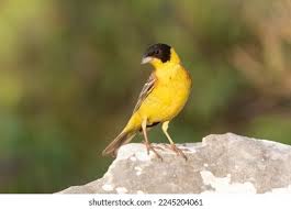 Image result for Emberiza melanocephala