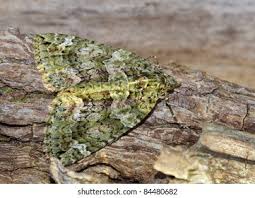 Attēlu rezultāti vaicājumam “Chloroclysta siterata”