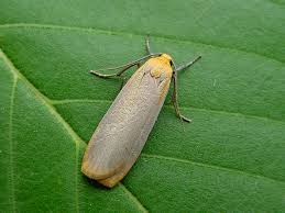 Attēlu rezultāti vaicājumam “Eilema depressa”