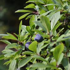 Attēlu rezultāti vaicājumam “Prunus spinosa leaf”