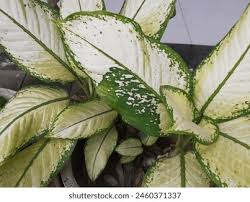 Image result for Leaves Green Bowmen