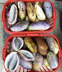 Attēlu rezultāti vaicājumam “Cinna latifolia fruit”