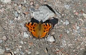 Attēlu rezultāti vaicājumam “Nymphalis polychloros upperside”