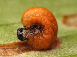 Attēlu rezultāti vaicājumam “Lilioceris lilii”