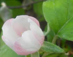 Attēlu rezultāti vaicājumam “Cydonia oblonga flower”