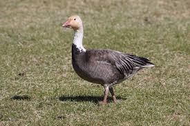 Image result for Anser caerulescens