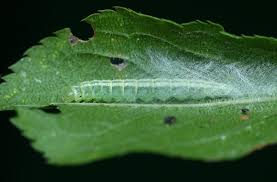 Attēlu rezultāti vaicājumam “Luquetia lobella”