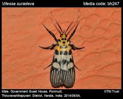 Attēlu rezultāti vaicājumam “Pyralididae”