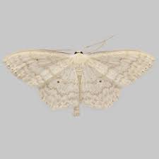 Attēlu rezultāti vaicājumam “Scopula floslactata”