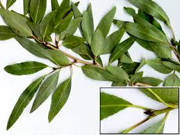 Attēlu rezultāti vaicājumam “Populus x gileadensis leaf”