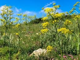 Attēlu rezultāti vaicājumam “Heracleum sosnowskyi flower”