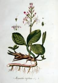 Attēlu rezultāti vaicājumam “Menyanthes trifoliata fruit”