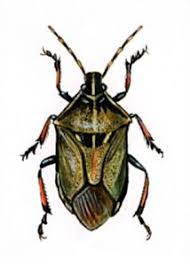 Attēlu rezultāti vaicājumam “Jalla dumosa”