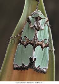 Attēlu rezultāti vaicājumam “Staurophora celsia”