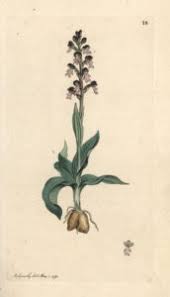 Attēlu rezultāti vaicājumam “Orchis ustulata”
