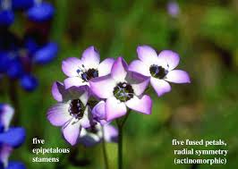 Attēlu rezultāti vaicājumam “Polemoniaceae”