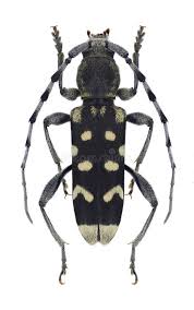 Attēlu rezultāti vaicājumam “Grypocoris sexguttatus”