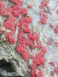 Attēlu rezultāti vaicājumam “Neonectria coccinea”