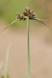 Attēlu rezultāti vaicājumam “Cyperus fuscus”