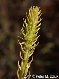 Attēlu rezultāti vaicājumam “Lycopodiella inundata”