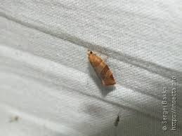 Attēlu rezultāti vaicājumam “Pandemis cinnamomeana”