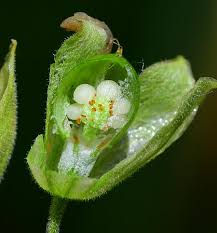 Attēlu rezultāti vaicājumam “Silene tatarica bud”
