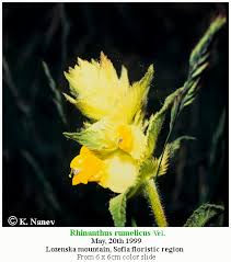 Attēlu rezultāti vaicājumam “Rhinanthus serotinus flower”