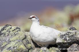 Image result for Lagopus muta