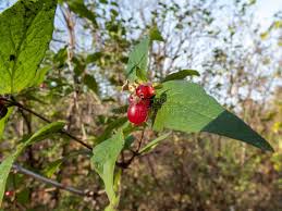 Attēlu rezultāti vaicājumam “Lonicera ferdinandii”