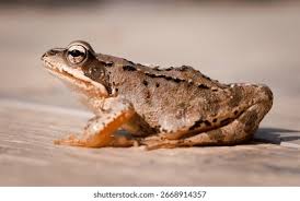 Attēlu rezultāti vaicājumam “Rana temporaria”