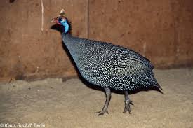 Attēlu rezultāti vaicājumam “Numida meleagris”