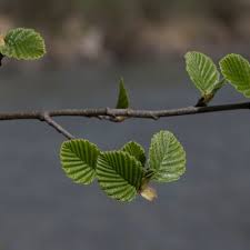 Attēlu rezultāti vaicājumam “Alnus incana leaf”