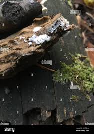 Attēlu rezultāti vaicājumam “Ceratiomyxaceae”