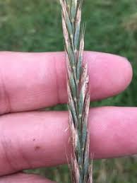 Attēlu rezultāti vaicājumam “Elytrigia repens subsp. arenosa”