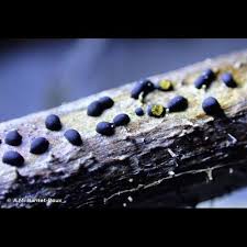 Attēlu rezultāti vaicājumam “Trichia alpina”