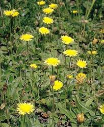 Attēlu rezultāti vaicājumam “Pilosella officinarum bud”